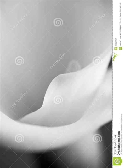 Abstract Macro Photography Of Calla Flower With Details Stock Image