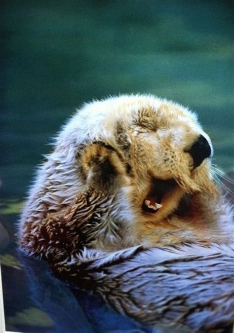 Happy Otter Animals Pinterest