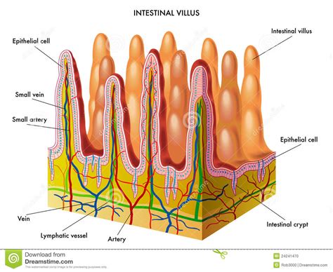 Intestinal Villus Stock Photo - Image: 24241470