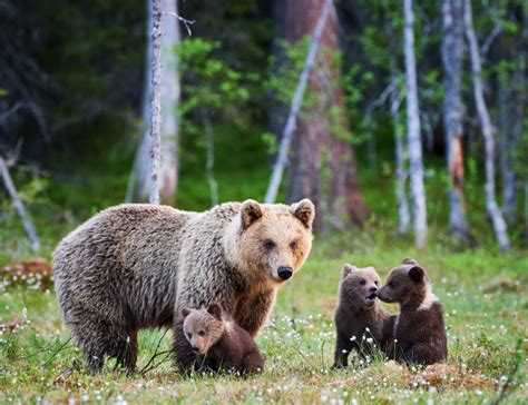 Imagini Uimitoare Cu Trei Pui De Urs Ce Par Ca Danseaza In Padure Unde