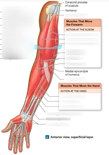 Muscles That Move Handforearm Anterior View Superficial Layer
