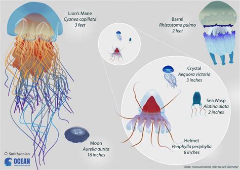 How Big Do Jellyfish Get Smithsonian Ocean