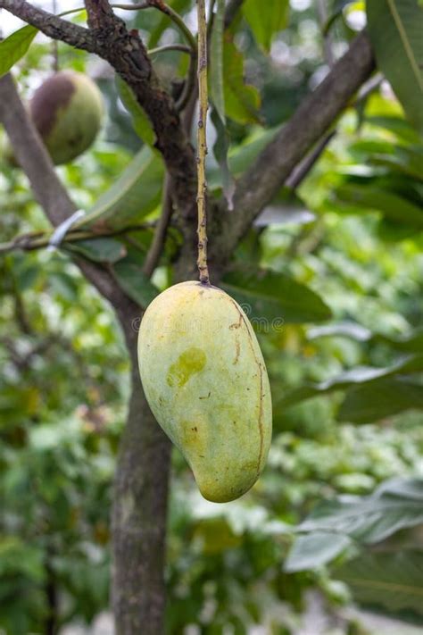 Fresh Ripe Mango Hanging On The Tree Close Up Stock Image Image Of