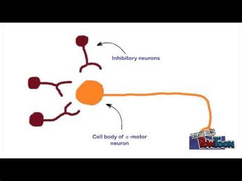 Other vaccines with reported protective nses (e.g. Mechanism of Tetanus - YouTube