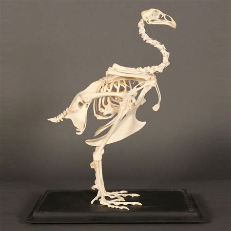 I liked this design on #Fab. Female Chicken Skeleton | Animal skeletons