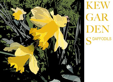 Kew Daffodils Exam Graphics Graphic Design Printmaking