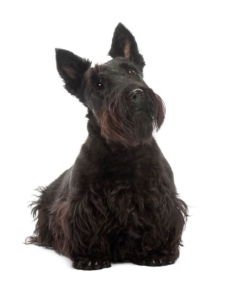 Scottish Terrier Dog Breed Characteristics History Appearance