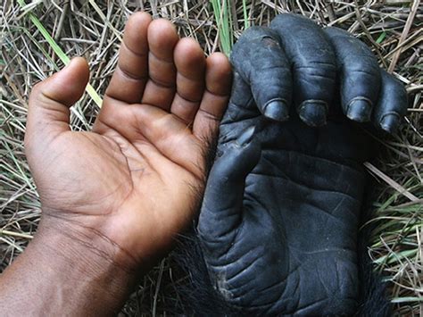 La Increíble Relación Entre Tres Gorilas Y Un Guardaparque Del Congo