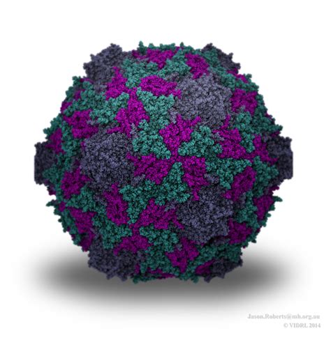 Enterovirus D68 Infections In North America