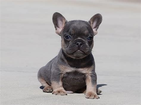 Their adorable faces, compact size, loving personalities he is worth over $100,000 because of his blue color and orange eyes. Blue Tri French Bulldog | Pets | Los Angeles CA | recycler.com