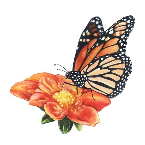 Monarch Butterfly On A Tithonia Scientific Illustration — Baylaart