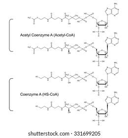 Coenzyme Acetyl Coenzyme Structural Chemical Formulas ilustración de