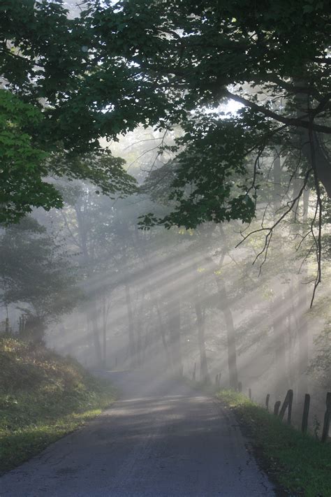 morning-sun-rays-through-trees-tucker-county-west-virginia-luzes