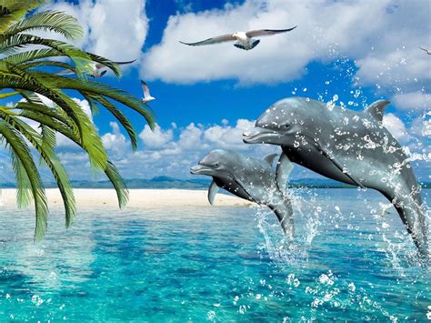Dolphins Summer Sea Gulls Palm Desktop Wallpaper Hd For