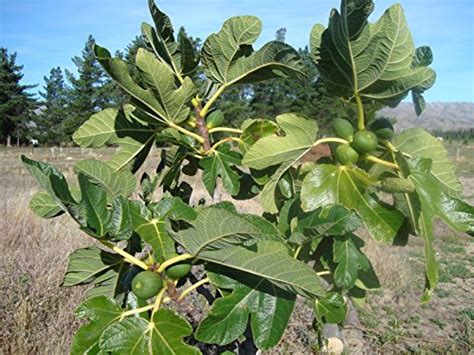 1087 Dwarf Honey Fig Tree 5 Seeds Buy Online In Uae
