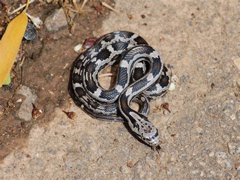 The Online Zoo Western Rat Snake