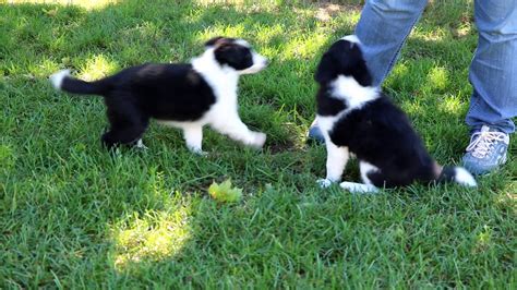 Border Collie Puppies For Sale Youtube