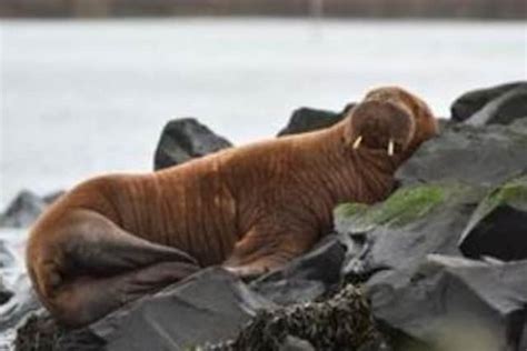 Walrus Makes Rare Visit To Northumberland Coast