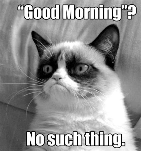 No Such Thing As A Good Morning Funny Grumpy Cat Memes Grumpy Cat