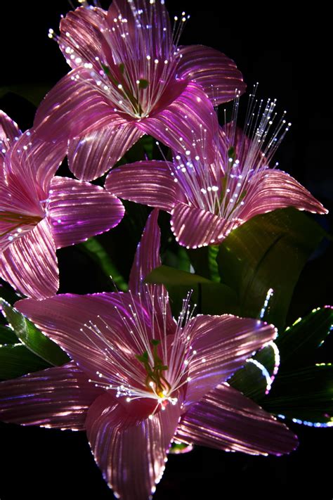 Pink Light Flowers Free Stock Photo Public Domain Pictures
