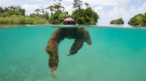 New Photo Book Of Sloths Melts Hearts Educates Professional