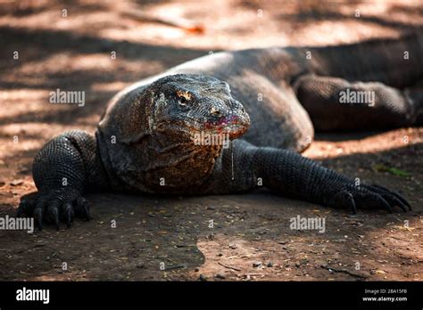 Blood Dripping down the face of a Komodo dragon after feeding in Komodo