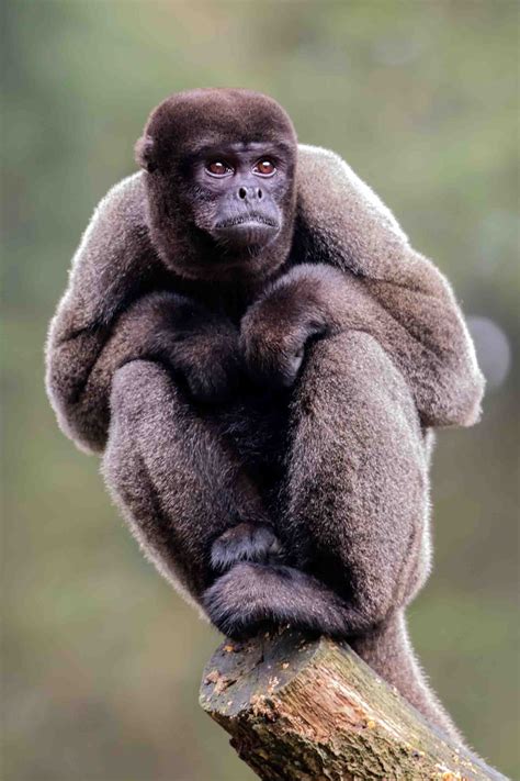 11 Incredible Amazon Rainforest Monkeys • I Heart Brazil