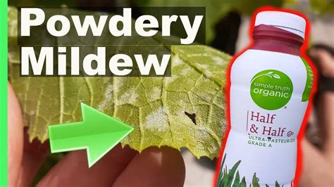 Spores are often distributed by the wind to new, uninfected plants or spread in greenhouses from plant to plant. Get rid of Powdery Mildew on Plants using this common ...