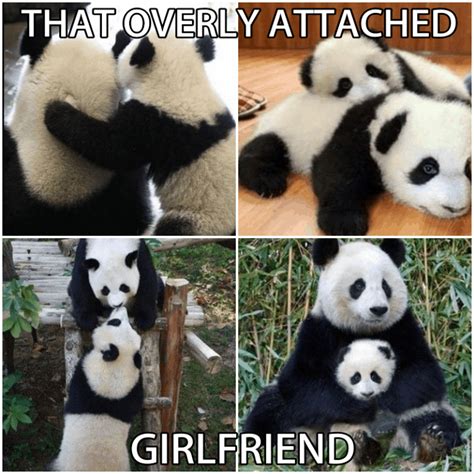 15 Amazing Panda Memes You Must Laugh In Newsweekly