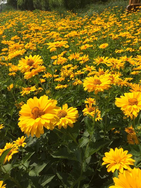 Ttm I Came Across A Lovely Field Of Yellow Daisies Flowers