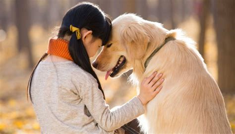 The Incredible Bond Between Humans And Dogs Demangkutodotcom