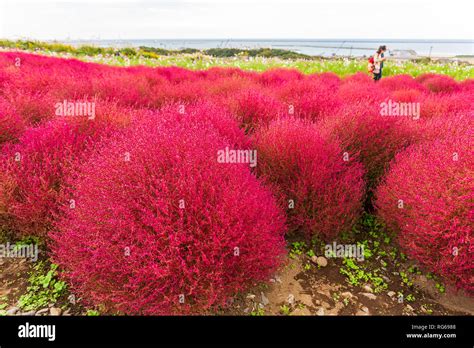 Kochia At Hitachi Seaside Park In Autumn At Ibaraki Japan Stock Photo