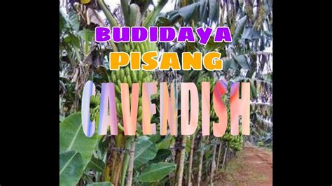 Pisang cadenvish dikembangbiakkan menggunakan metode kultur jaringan. Budidaya pisang cavendish untung besar - YouTube