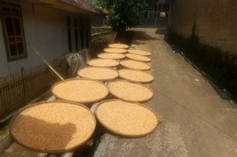 Dengan begitu, petani akan lebih tenang untuk melakukan tanam padi jika. Manfaatkan Padi Varietas Lokal, Petani Rongga Bandung ...