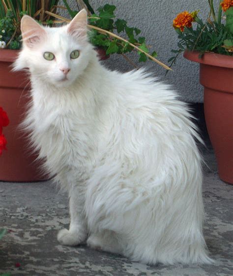 Picture 3 Of 5 Turkish Angora Pictures And Images Animals A Z Animals