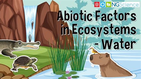 Abiotic Factors In Ecosystems Water Youtube