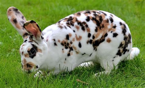 Rex Rabbit for Sale: List of Reputable Breeders in US (2021)
