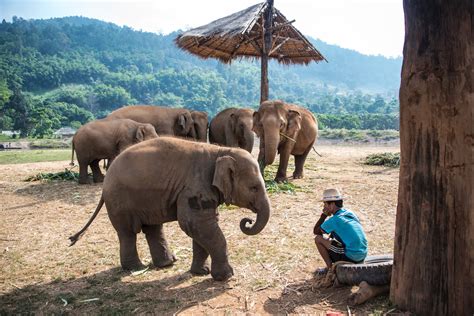 Which Is The Best Chiang Mai Elephant Sanctuary