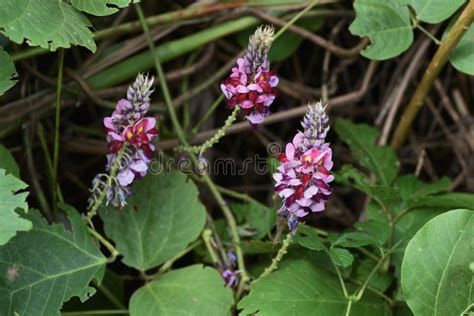 Kudzu Flower Stock Photo Image Of Green Invasive Vegetation 25855076