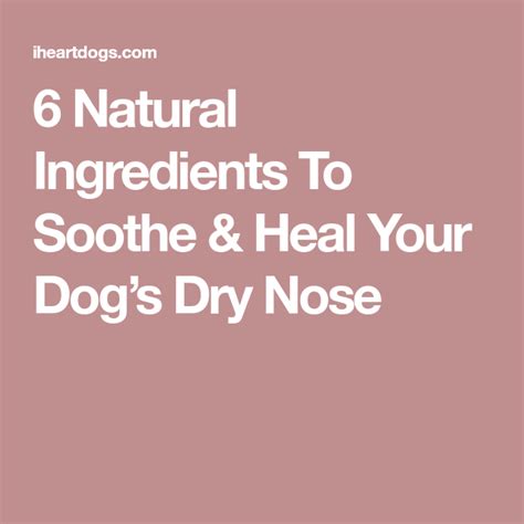6 Natural Ingredients To Soothe And Heal Your Dogs Dry Nose Dry Dog Nose