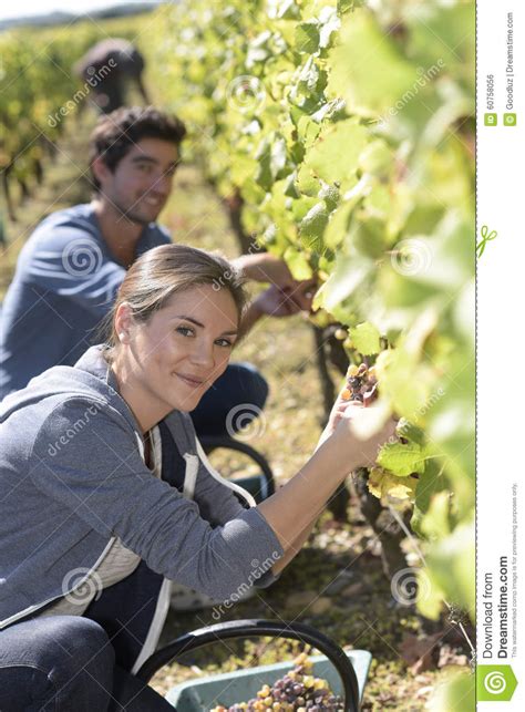 Young Harvesters In Vineyards Stock Photo Image Of Work Farmer 60758056