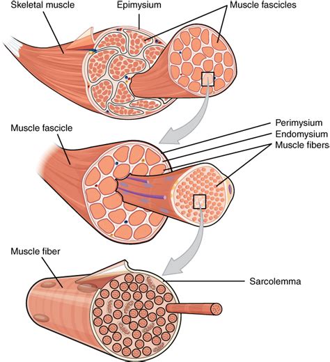 Skeletal Muscle Anatomy And Physiology