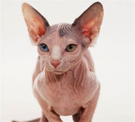 This is why your cat always looks like it's about to give up on life. 5 Of The Weirdest And Ugliest Cat Breeds From Around The World