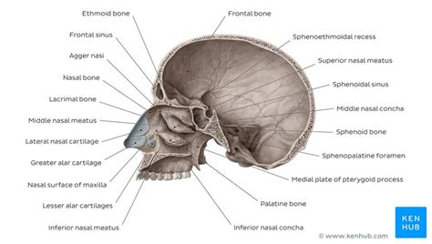 Lateral Wall Of The Nasal Cavity Anatomy And Diagrams Kenhub