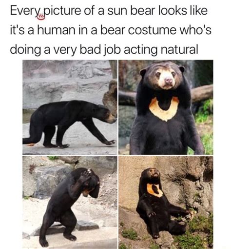 Everyépicture Of A Sun Bear Looks Like Its A Human In A Bear Costume