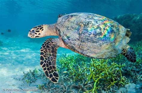 Sea Turtle Greenpeace Usa