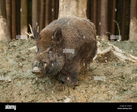 Sus Scrofa Central European Boar In Forest Stock Photo Alamy