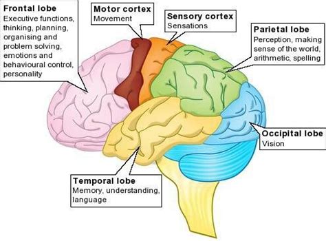 AP Psychology On Twitter Lobes Of The Brain And Functions APpsych Https T Co UoMDYYcDS