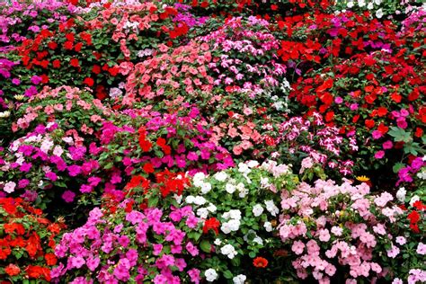 How To Grow And Care For Impatiens