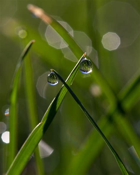 Free Stock Photo Of Dew Dew Drops Droplets